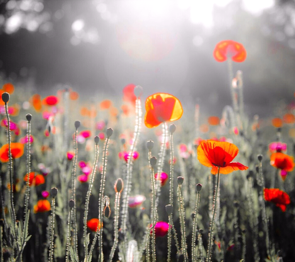 siimplementepyp's tweet image. 