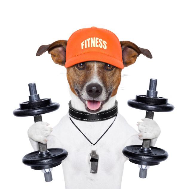 YCFAquatics's tweet photo. Please help us welcome Buster, our newest fitness instructor, to our team! http://t.co/ZKGQSF0LLx