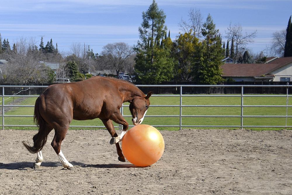 FIRSTweets's tweet photo. We ain't horsin' around. Grab a furry friend & watch the #FIRSTforPets intro video right meow: http://t.co/ZwNIde3fHh http://t.co/R3gLNaWgC6