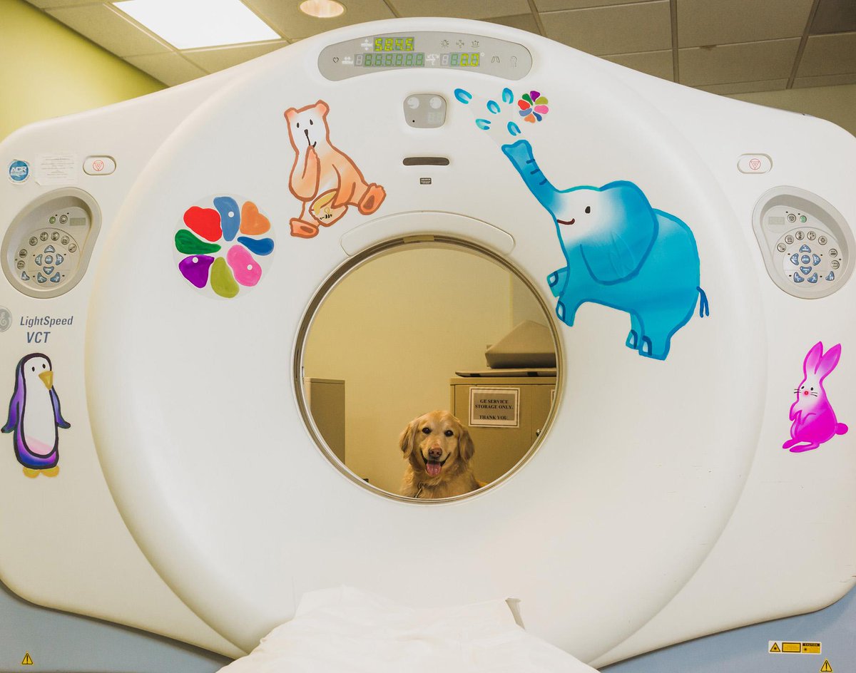 childrensatl's tweet photo. Show me a dog who doesn't love a good CAT scan, and I'll show you a dog who's doggone wrong. #CHOATherapyDogs http://t.co/bZxmCfixF0