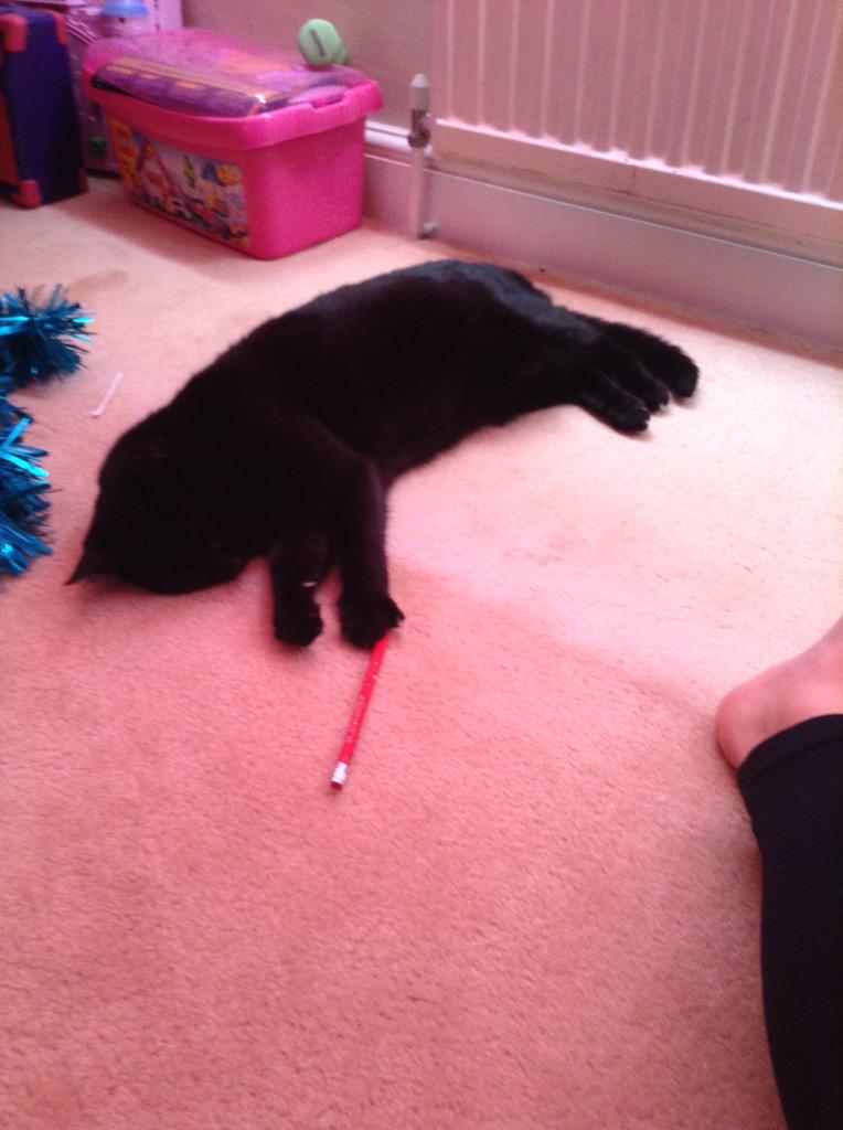 Winter_KB's tweet photo. Ever feel like your cat is so cute? Don't be!They get aggressive.#ReallyCats? http://t.co/xDgzQFKanl