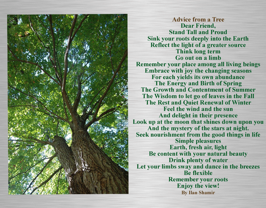 ThomasHoweGan's tweet photo. Sound advice from a tree...#THDF #GanderNL http://t.co/j5CVGWrqtO