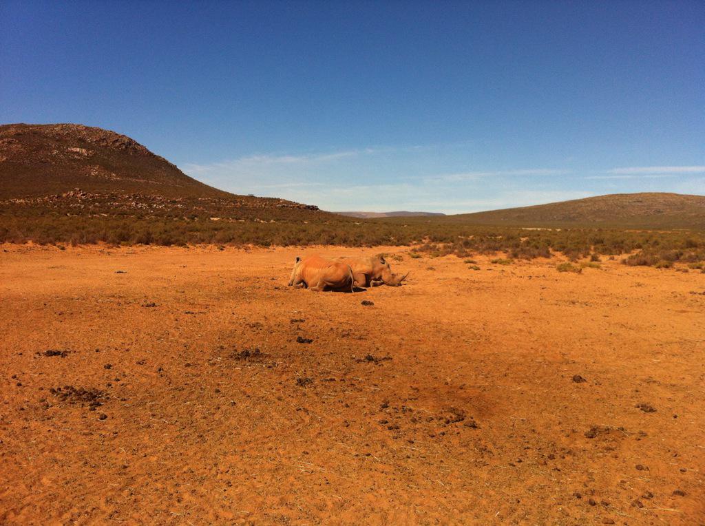 shannonlitam's tweet photo. I spy a rhino http://t.co/dh4a5sAMOL