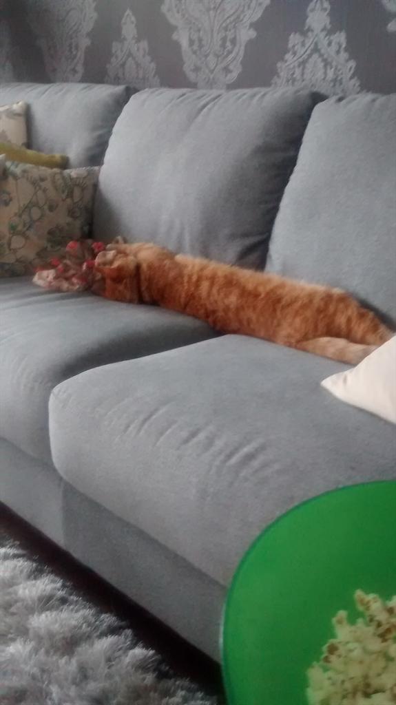 kentcool45's tweet photo. My cat sleeping http://t.co/h1lLApbdET