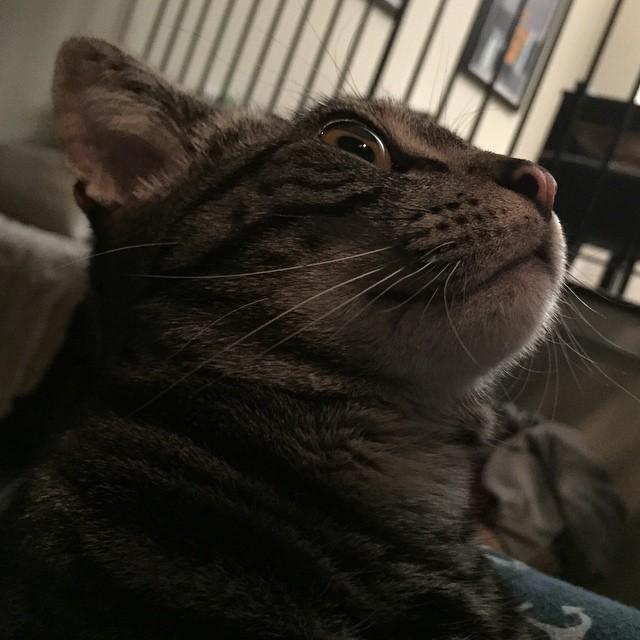 spencergoldade's tweet image. #BOOGLES #kitten ift.tt/1Ca4zaa