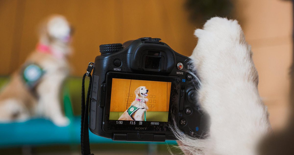 childrensatl's tweet photo. Needed some headshots for an upcoming research proposal. And here we are. #CHOATherapyDogs http://t.co/XetpiYpCBf