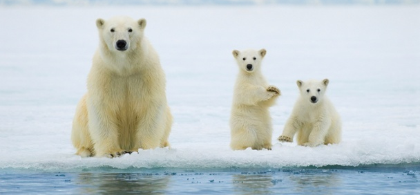 ClimateDesk's tweet photo. “Polar bears are adapting, hooray!” Stop saying that. It's wrong. http://t.co/MiAaiw5LH4 http://t.co/iLt7SalVpi