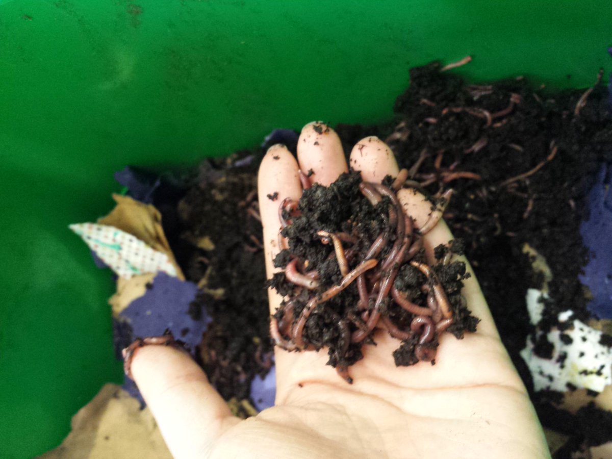 butter_beans's tweet image. kindergartners in @butter_beans #growingsoil program made some new friends in our #wormcomposting workshop today!