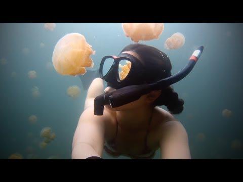 roxysurfer12's tweet photo. GoPro: Lost in Jellyfish Lake http://t.co/LvGu8dzdpf #roxy #surfing http://t.co/32WgHs5wh8