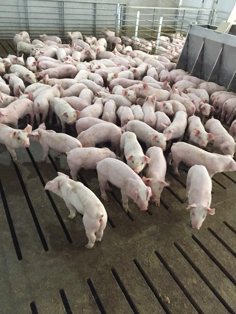 rkiehne's tweet photo. Happy pigs in iowa today! Liking the warm up and great place to get nutritious feed and cool water! #realpigfarming http://t.co/QbDT0TGTaq