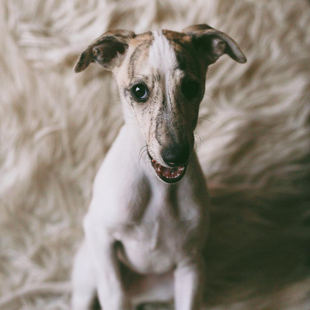 Grandmotherwolf's tweet image. This wee one is 10 weeks old today! #whippetwednesday