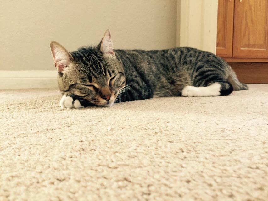 ClarkPCat's tweet image. Time for an #afternoon #nap Zzz...