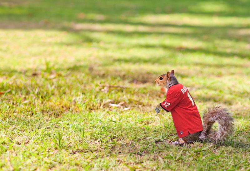 universityofga tweet picture