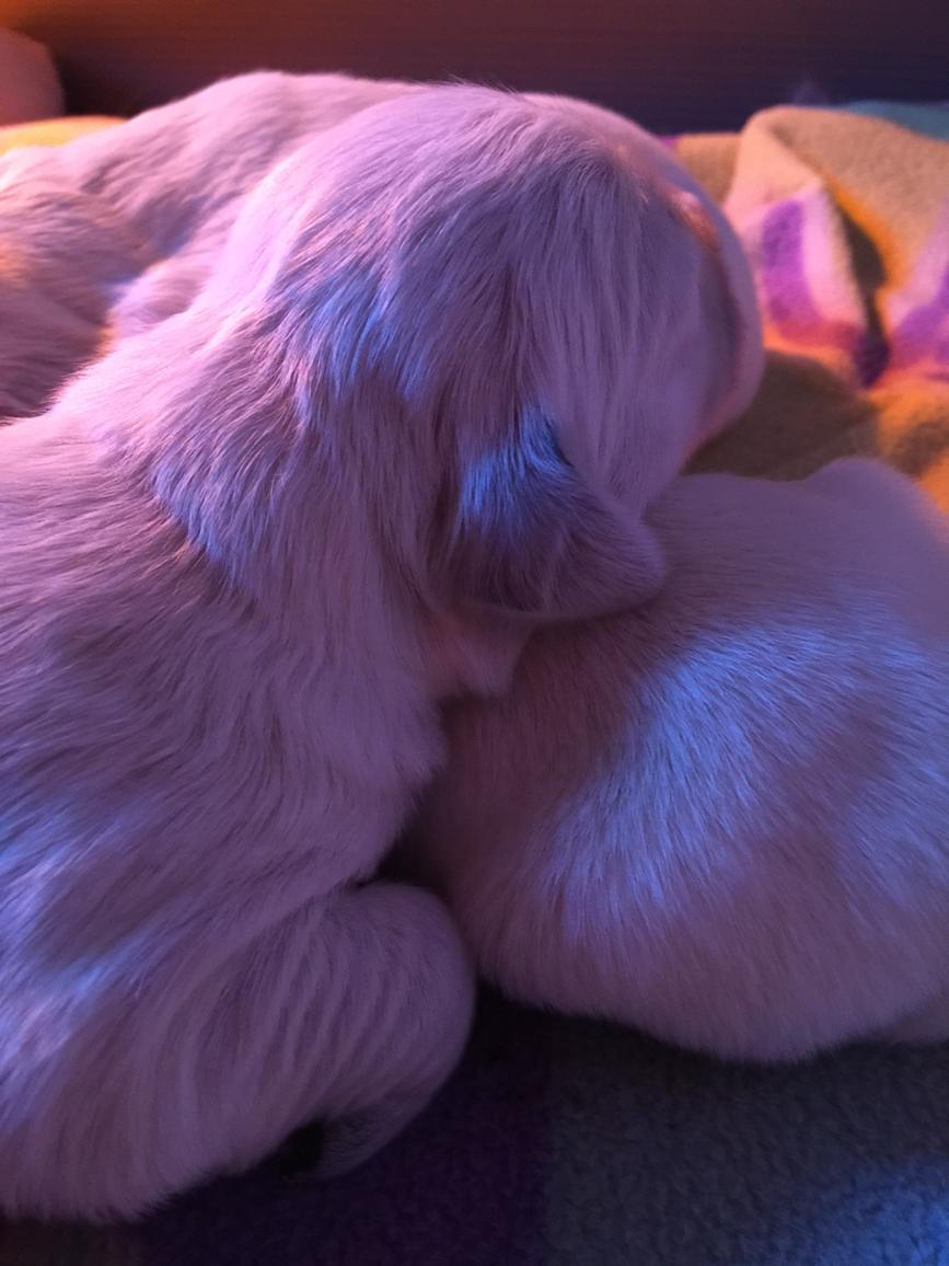 tillyretrievers's tweet photo. Puppy Nap #puppy http://t.co/XXigOWwCUg