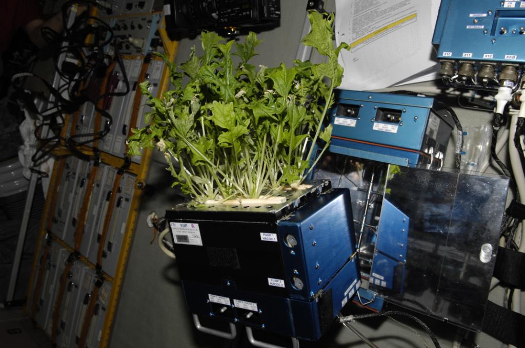 NASA's tweet photo. How do plants sense their growth direction without gravity? @ISS_Research seeks answers: http://t.co/UsJBYXbAuz http://t.co/umXn8Sthny