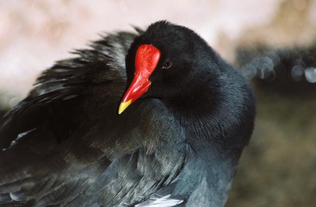 Discovery's tweet photo. #AnimalOfTheDay: The common moorhen! (Gallinula chloropus) http://t.co/kDg4dUSw5i