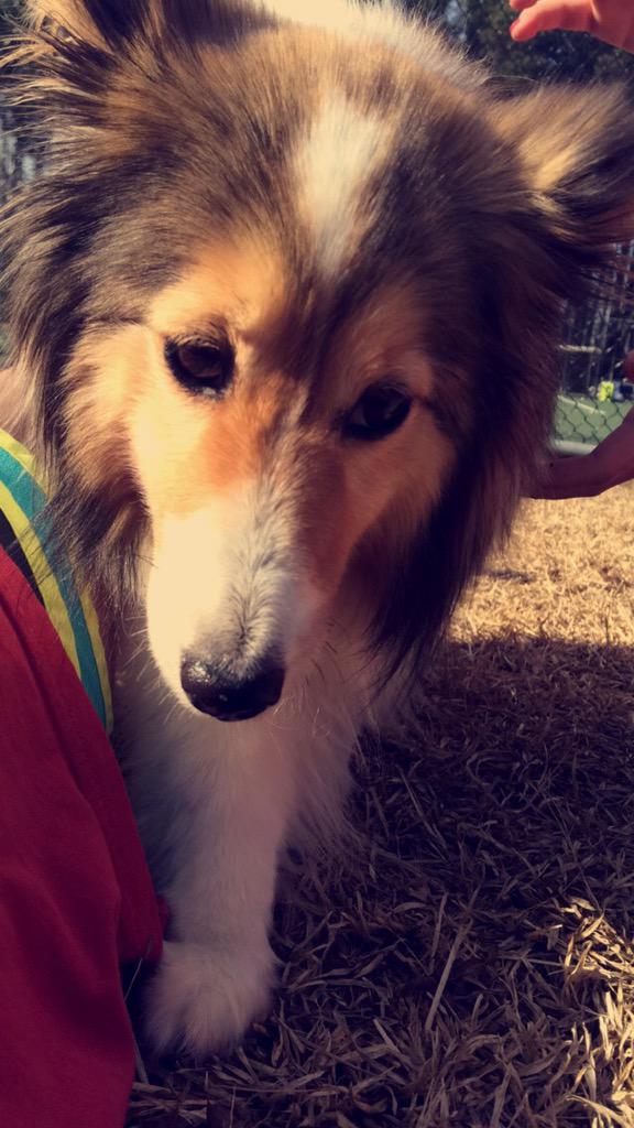 annabarnessss's tweet photo. the only reason me and ab go to tennis @AnnaBlairThomas #luvmolly 💗 http://t.co/RjZLD1D51l