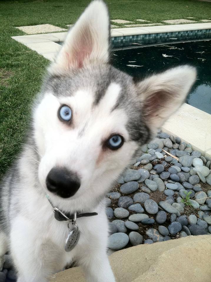 Smilerr23's tweet photo. Hoy se cumple 1 año de la partida de Floyd )': Floyd Forever in our hearts♡ http://t.co/twRuLjCOOB
