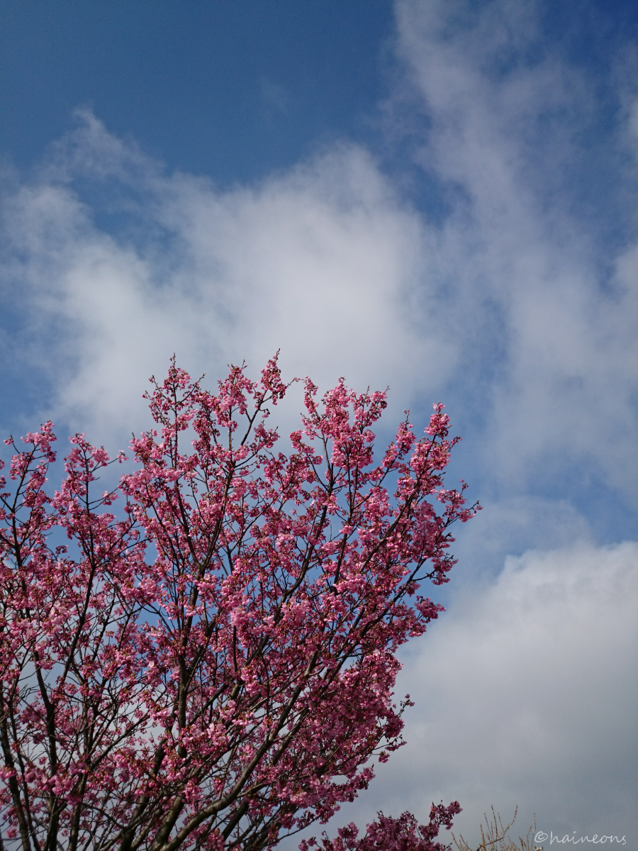 haineons's tweet photo. 今空さくらー  #z1f  #sakura  #イマソラ http://t.co/l75MByG4Ew