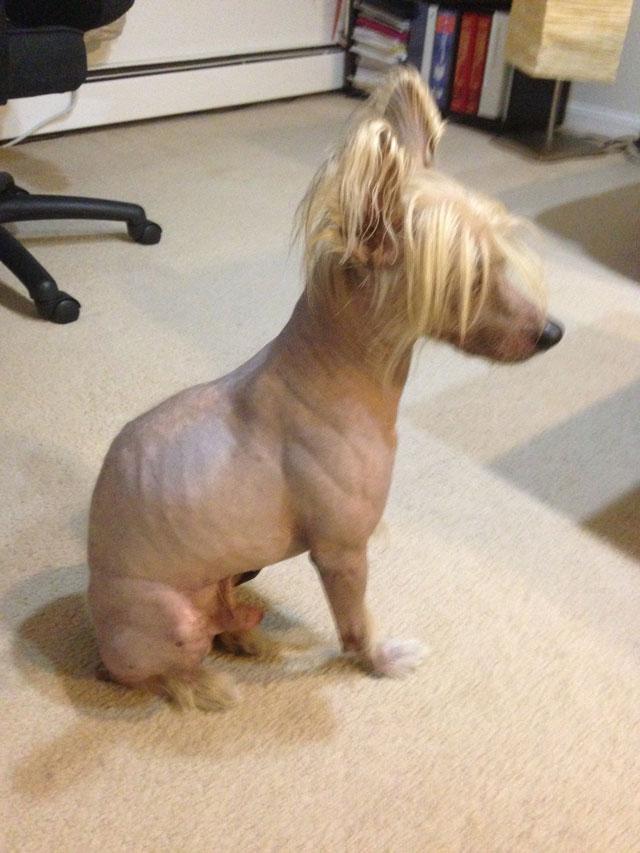 The Pet Rescue On Twitter Porter Grey Skin Hairless Chinese