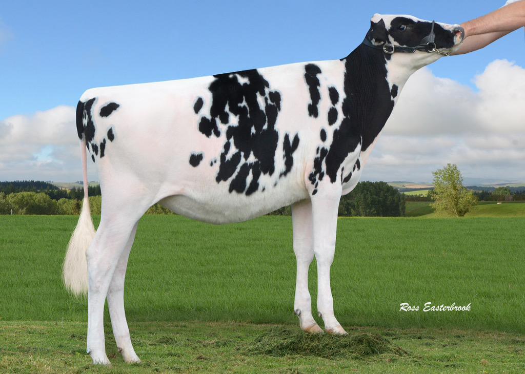 FairviewFeature's tweet image. Sells at the Fairview Feature sale, Rare opportunity to own this fever daughter from Fairview Dolman Jazz-ET