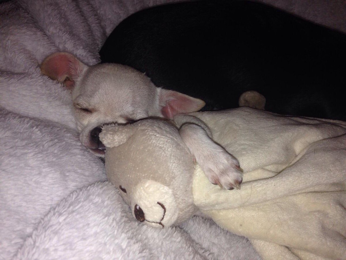 BelledeJourFE's tweet photo. Guten Morgen meine Lieben, ist bei Euch das Wetter auch so schlecht? Die Mädels mögen gar nicht aufstehen. Kiss Noa http://t.co/cEvUncb5e0