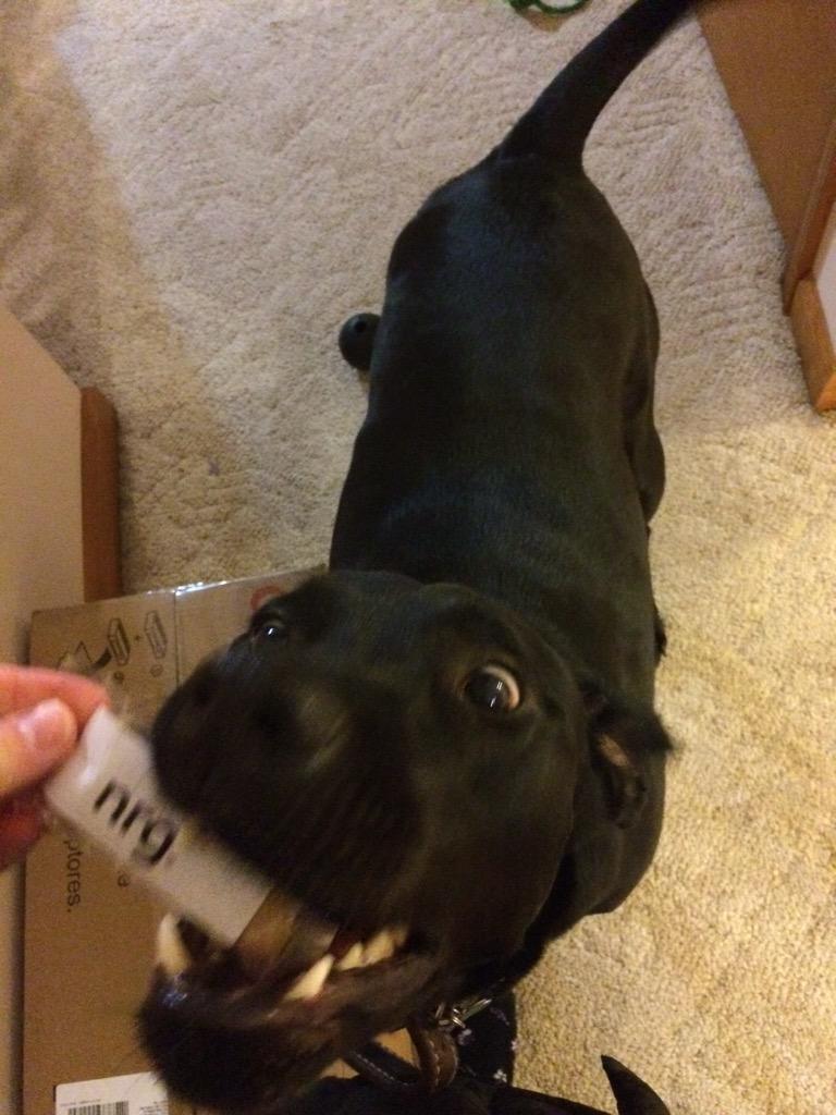 315SolarGirl's tweet photo. Lacy is so excited to join the  #NRGHomeSolar dog family! http://t.co/OJCZddUI75