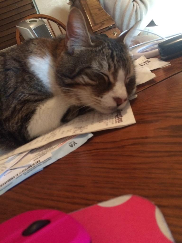 CatnamedJonah_'s tweet photo. It's been a rough Wednesday 😭 http://t.co/SWIRkSpl19