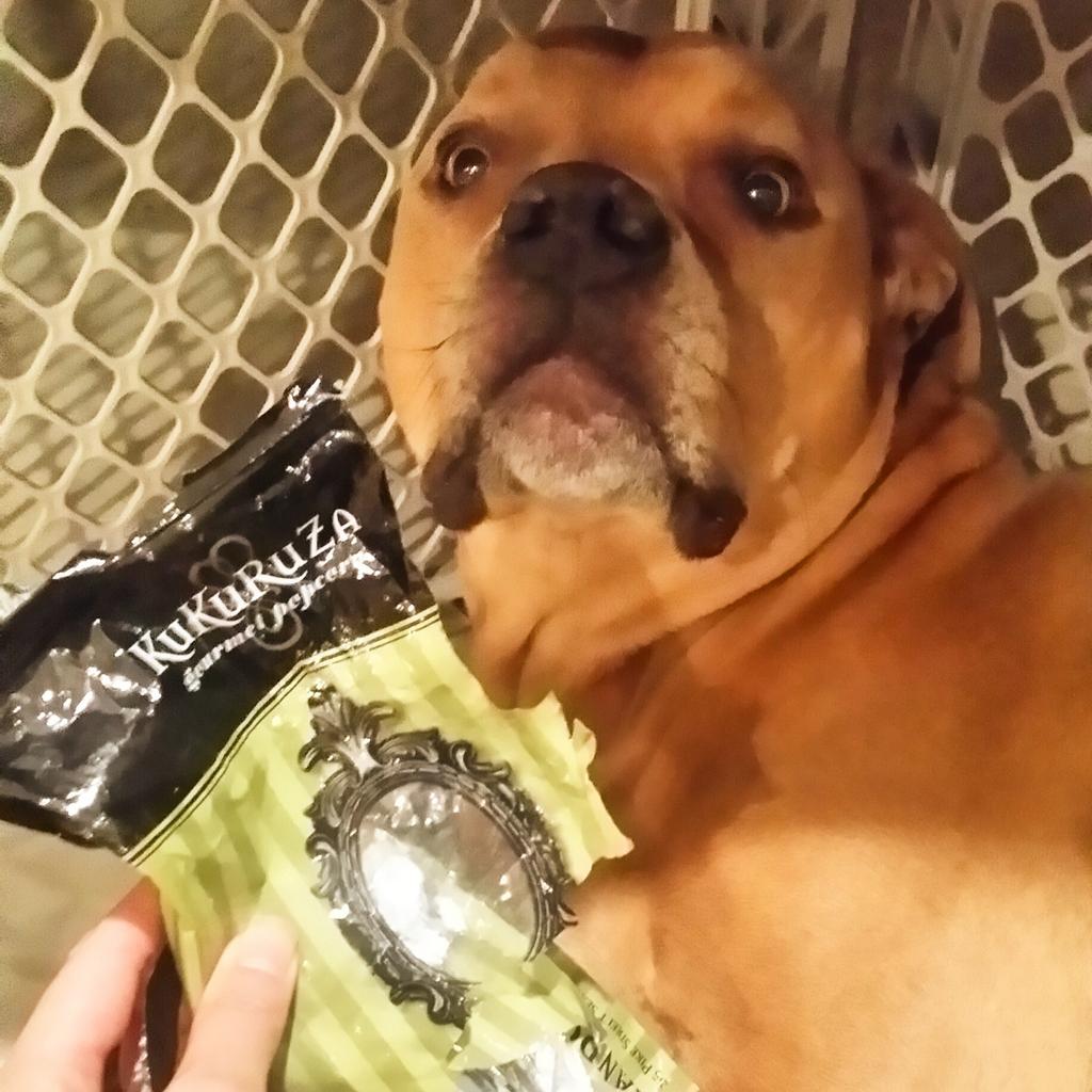 bakapups's tweet photo. The Easter bunny ate all the popcorn! Happy April Fools...Day...? #dogsoftwitter #aprilfools #guiltypleasure #pitbull http://t.co/MnsWnePWC6