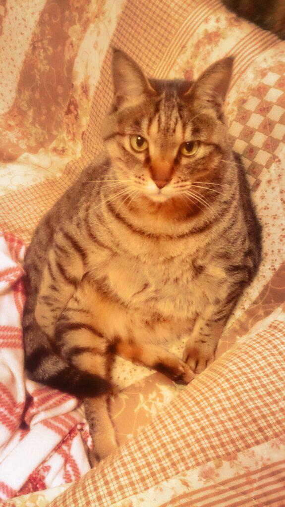 emiri_0520's tweet photo. やばい、ちょーかわいい(///ω///)♪ http://t.co/rHsRHgGn4b