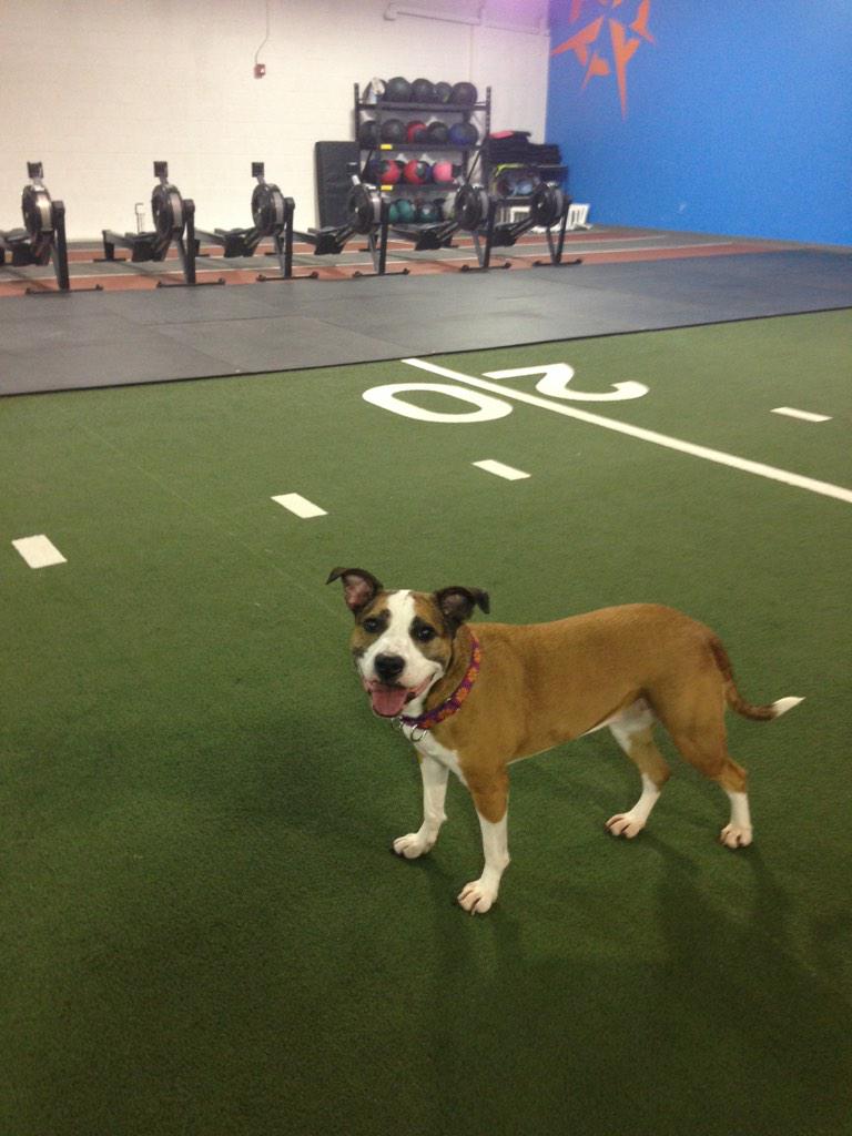 SadieScaredyBer's tweet photo. Went to my first crossfit class today!!! #pitbull #pittysmiles #crossfit @heroesjrnycflp http://t.co/OYt6ywIcTF