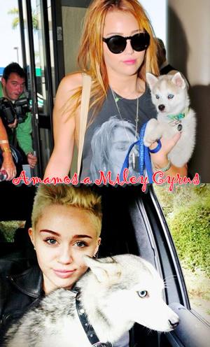 TrueSmilersMRC's tweet image. #1AñoDeLaMuerteDeFloyd