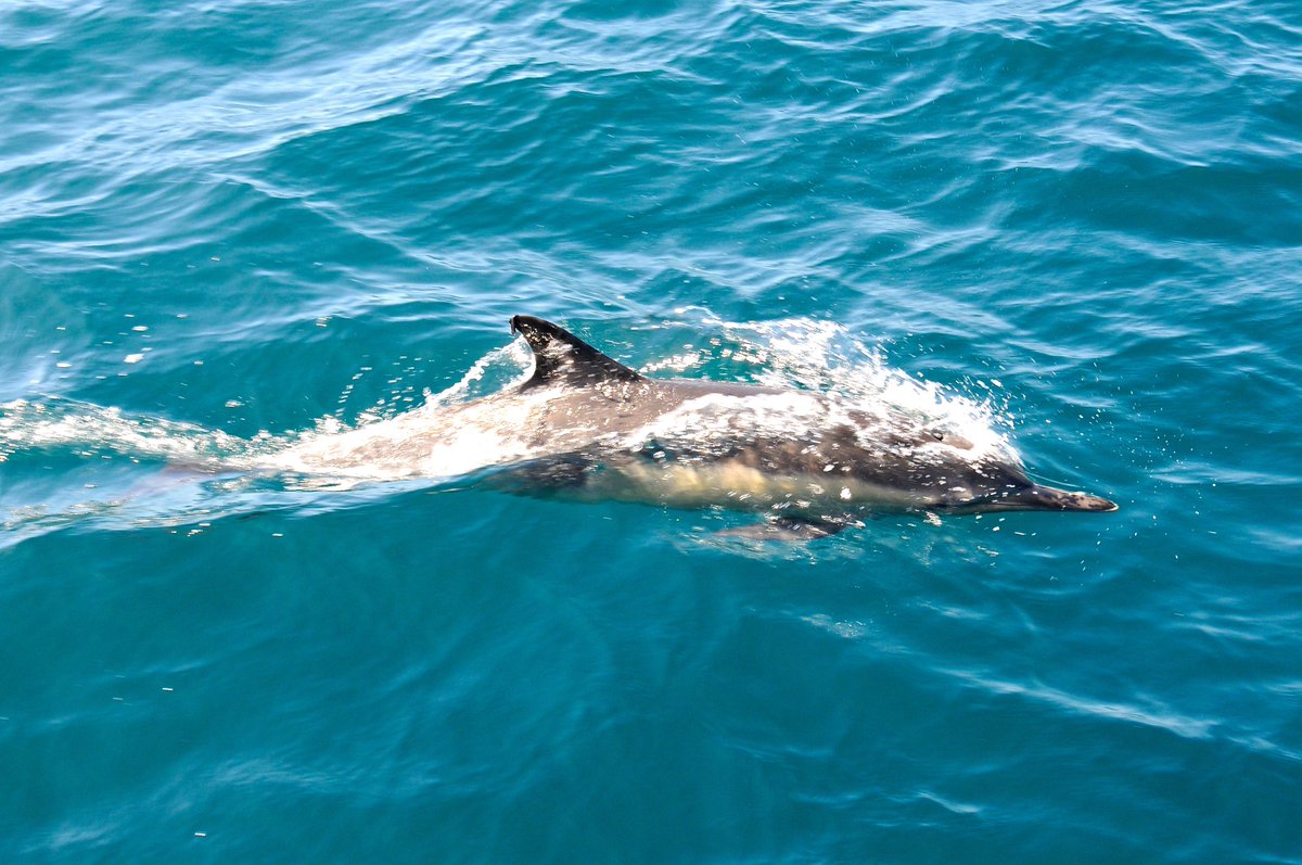 JulieEllerton's tweet photo. @TheMalibuTimes @burningmatt, #ruffseas few #whales, #dolphins! #PacificOcean not @SeaWorld! #BestDayEver #MyDayInLA http://t.co/ltfvzUqwYR