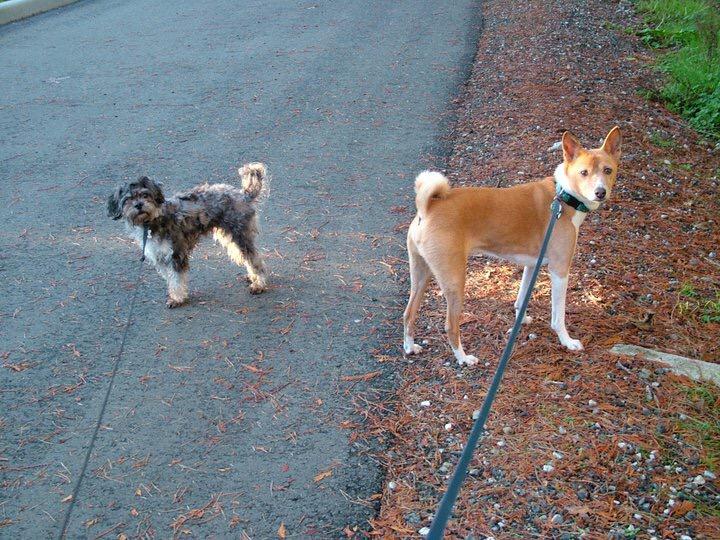 BDLDVan's tweet photo. @Trupanion @pawshchops it's a Basenji! The vancouver store manager grew up with one :) Zazu the #basenji w/ Willow! http://t.co/kUa4c4oqEB