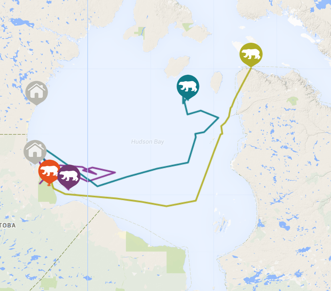 pbear_research's tweet photo. We've never seen a West Hudson Bay #polarbear this far east! follow #teamgreenbear with #WWF: http://t.co/d81Iob0NJE http://t.co/wScTtZKb9U