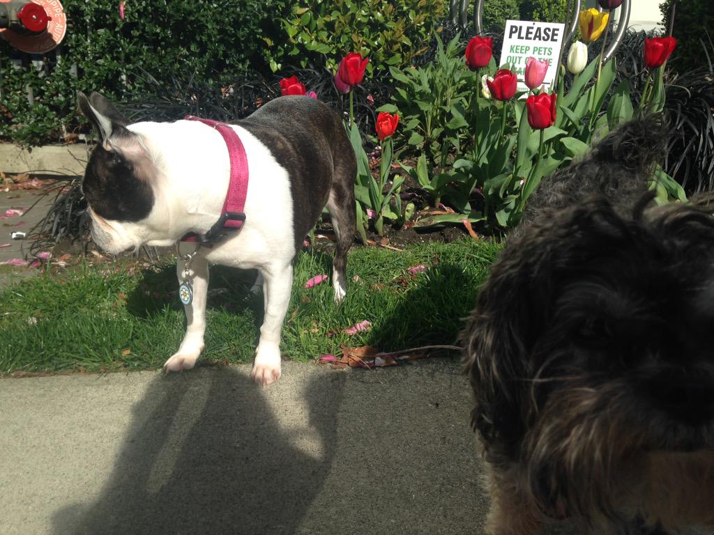 BDLDVan's tweet photo. It's always tricky to get a photo of these two. Do you have photo fails? Share them with us! #facepalm #dogs #haha http://t.co/r8awGXUxt3