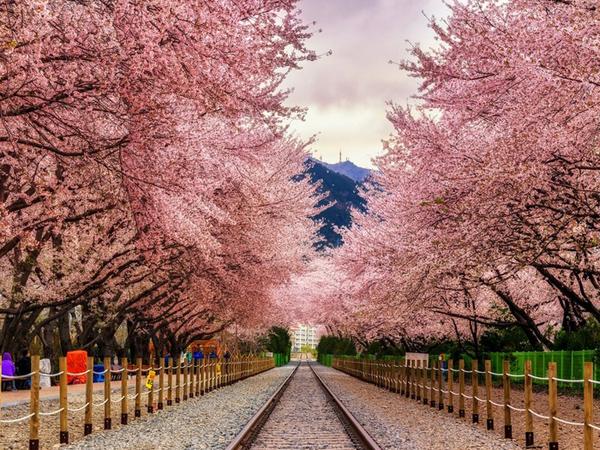 Menyambut Musim Semi Dengan Festival Bunga Sakura Terbesar Di Korea Selatan bit.ly/1GgGhkW