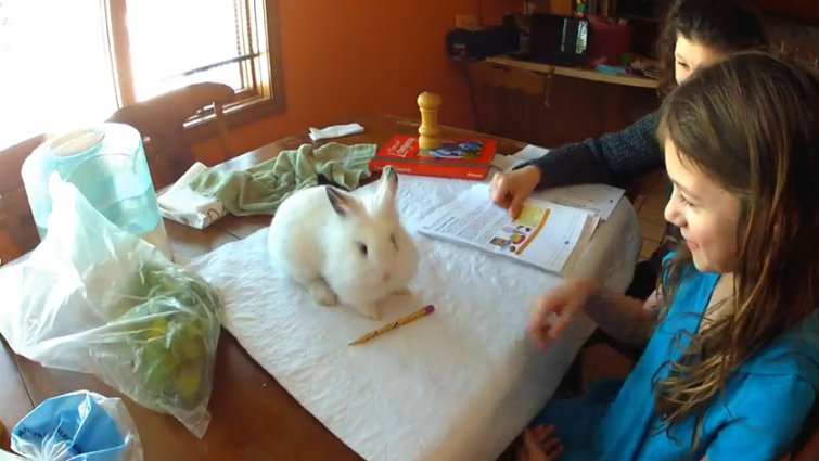 AOL's tweet photo. Helpful bunny assists girl with her homework: http://t.co/Tdovi2N39k http://t.co/YDeXPtUtMr