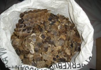 saveugandawild's tweet photo. #Pangolin Scales case judgement for May 25: http://t.co/RIiGaByOYJ http://t.co/qEus79vMbP