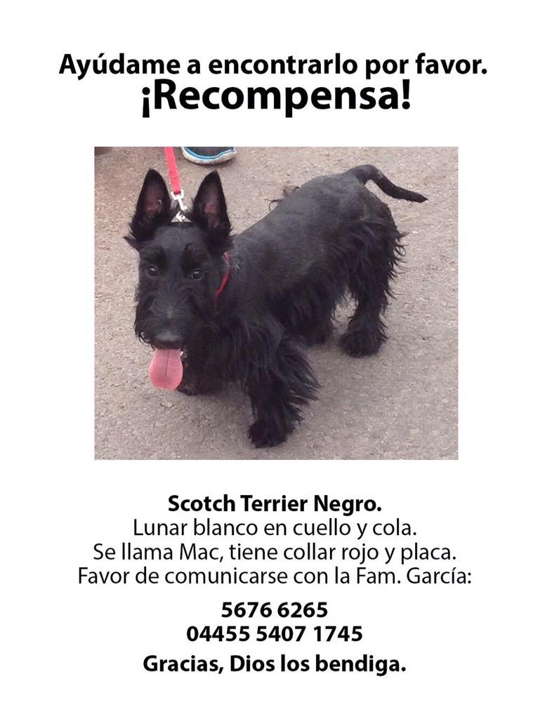 Israel González (@fellpudito) on Twitter photo #EXTRAVIADO Gina Valverde <a href="/gina_valverde/">Gina Valverde</a> <a href="/PerrosPerdidoDF/">Perros Perdidos DF</a> me ayudan?? Se llama Mac y... fb.me/37ztSnwmi #EXTRAVIADO Gina Valverde <a href="/gina_valverde/">Gina Valverde</a> <a href="/PerrosPerdidoDF/">Perros Perdidos DF</a> me ayudan?? Se llama Mac y... fb.me/37ztSnwmi