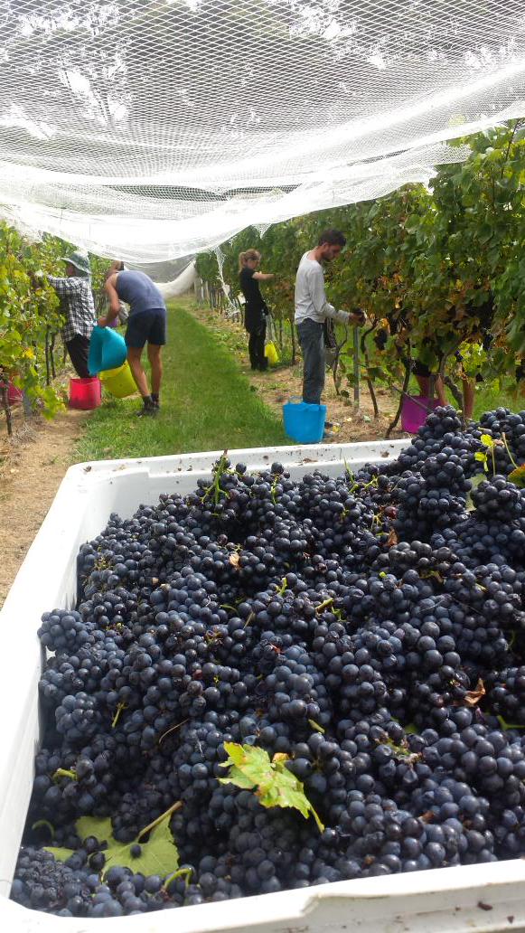 ArtemisWines's tweet photo. Close vine time! First few bins of gorgeous 2015 #handpicked #pinotnoir. So happy! We are totes pro's http://t.co/02L9yx6UX6