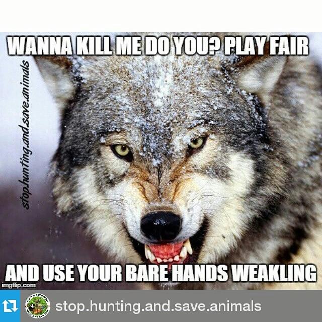 #Repost @stop.hunting.and.save.animals
・・・
#fightfair #armtheanimals #survival #wildlifecrime #wildlife #wolvesofig…