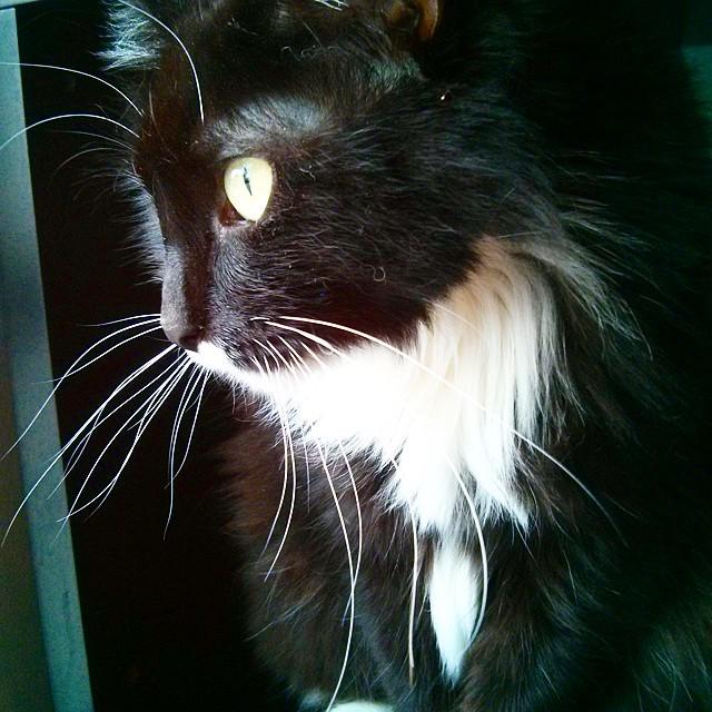 FuR's tweet photo. Sweet soft kitty at purringtons. #randompussy #purringtons #catcafe #pdx #portlandia http://t.co/LctdNXJHj6 http://t.co/PQMUM6ObgE