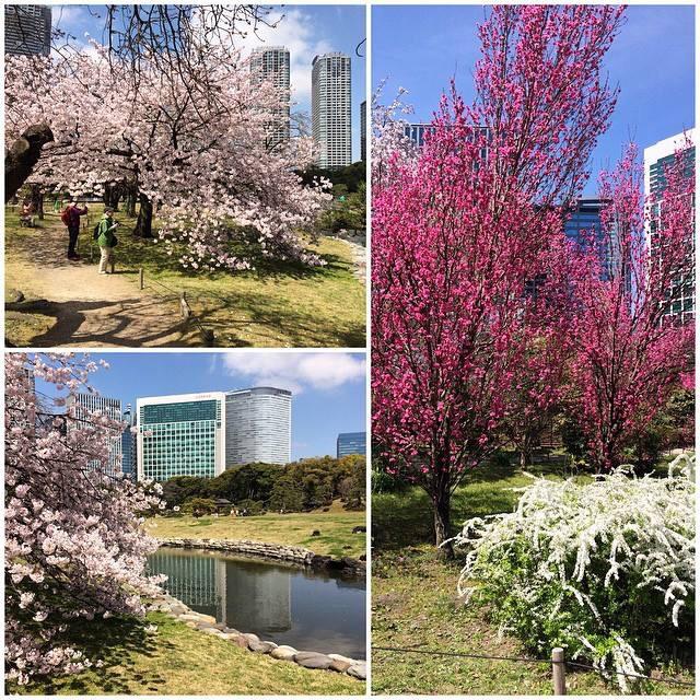 InsideJapan's tweet image. A bit more of spring in #tokyo 
#springelegance #Japan 
@experiencejapan @TimeOutTokyo @Muzachan @japanguidecom