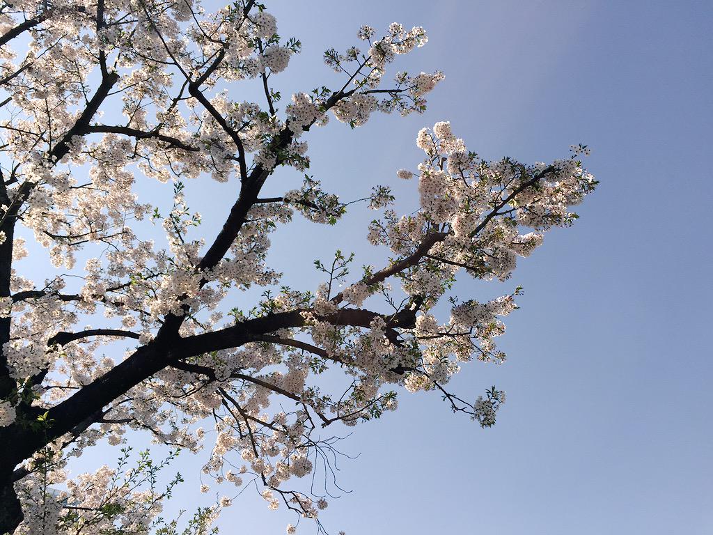 devikhwang's tweet image. 四谷三丁目まで行く途中、綺麗な桜！！
本格的な花見はできないけど、これで満足しよう。