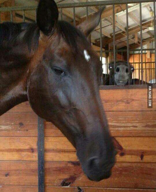9GAG's tweet photo. There are two types of horses in this world http://t.co/Uw1F8hGH24 http://t.co/pmoICwOEBi