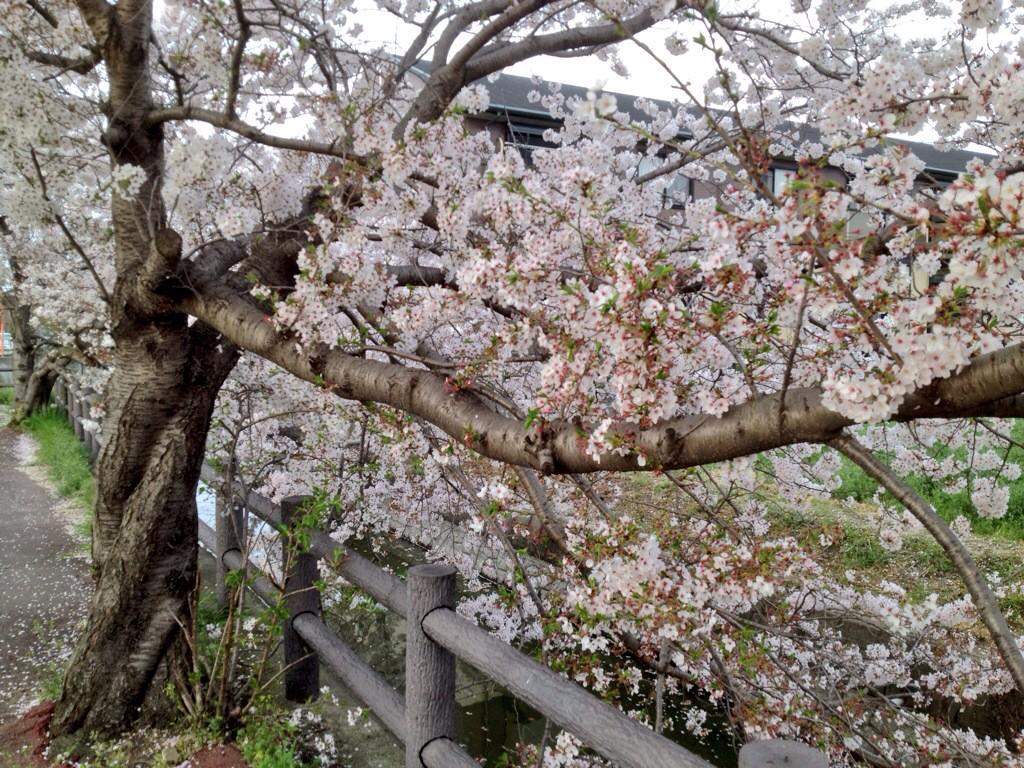 FindMeInKurume's tweet photo. “@Shiroki_Alex: @jcexplorer @jlandkev @RekishinoTabi @japan_style  @TokyoRichard @Henry_Stradford Good http://t.co/LTT6KbAzxD