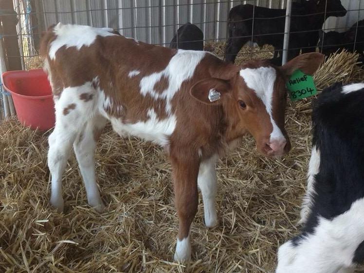 polepositiongen's tweet image. Check out this super smart daughter of Pine-Tree Relief-P-RC owned by @Dennismat93 not polled 😞 @DairyBullsOnlin