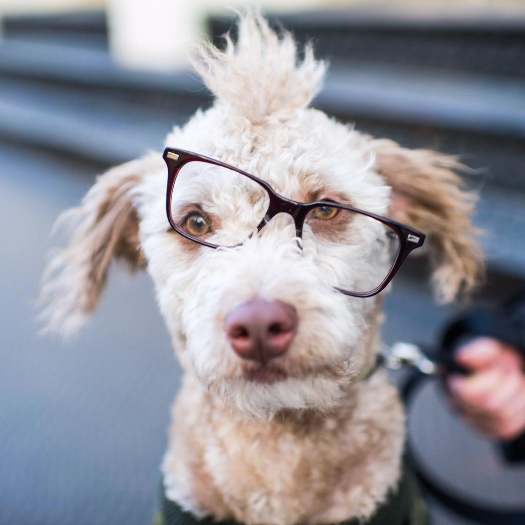 thedogist's tweet photo. Sir William &amp; Mingus, French Bulldog &amp; Labradoodle, Warby Barker launch party, New York, NY @WarbyParker http://t.co/hdJl6d6Ss1