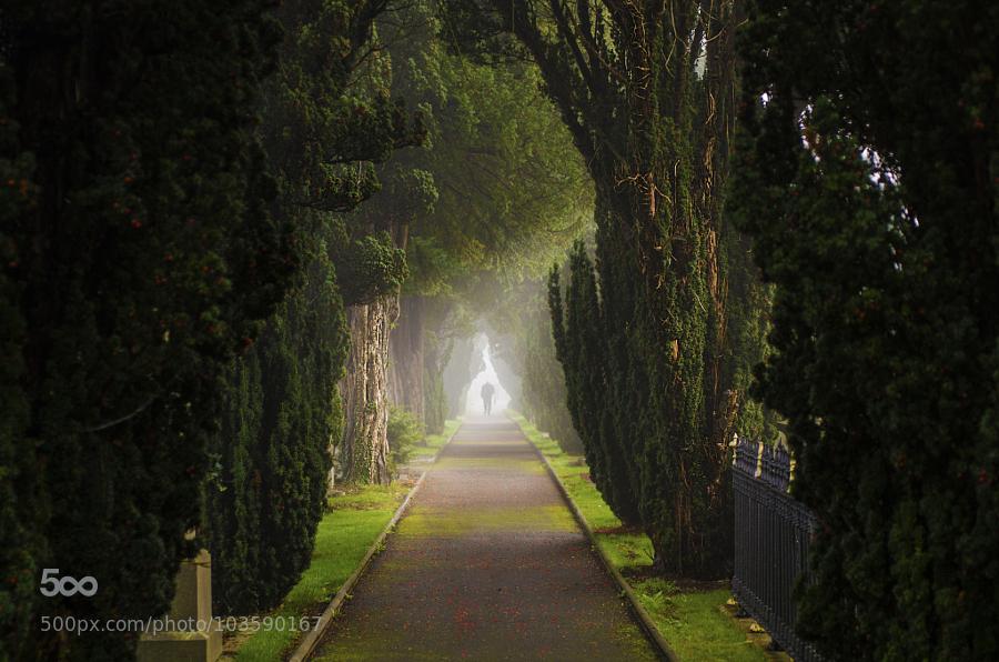 Peaceful Path by Landscapeaddict